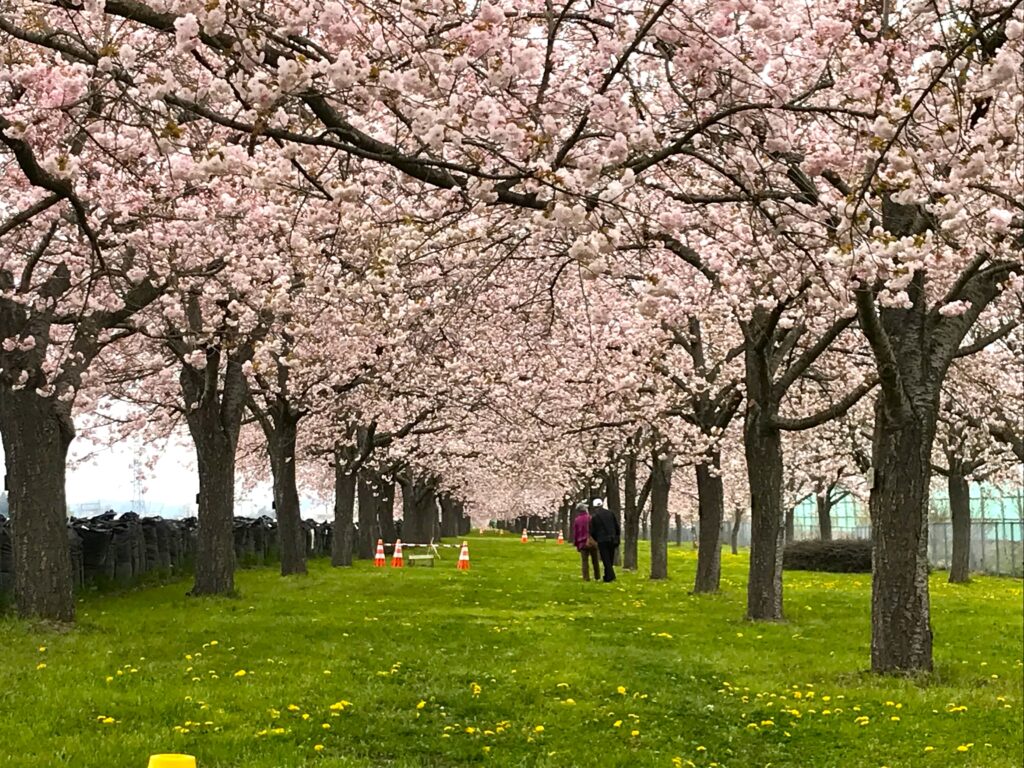 小布施町の千曲川河川敷の八重桜