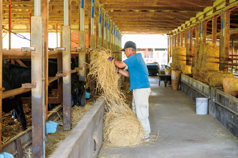 蓼科牛いっとうの自社牧場「角田牧場」