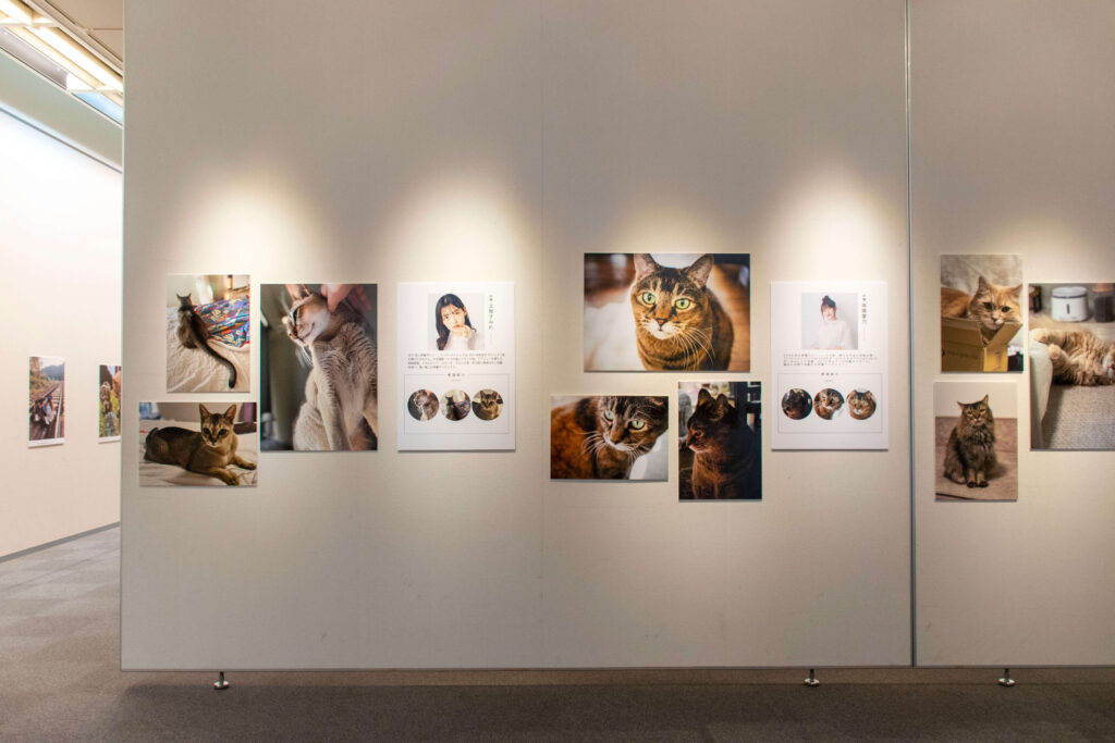 人気声優たちの愛猫写真