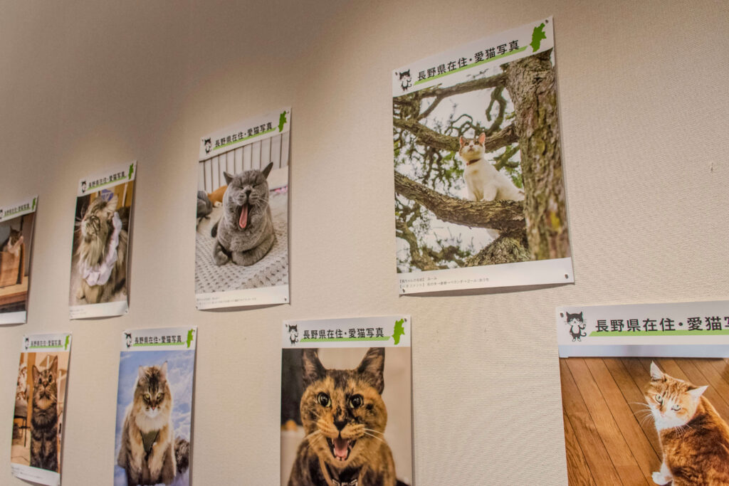 長野県の猫たち
