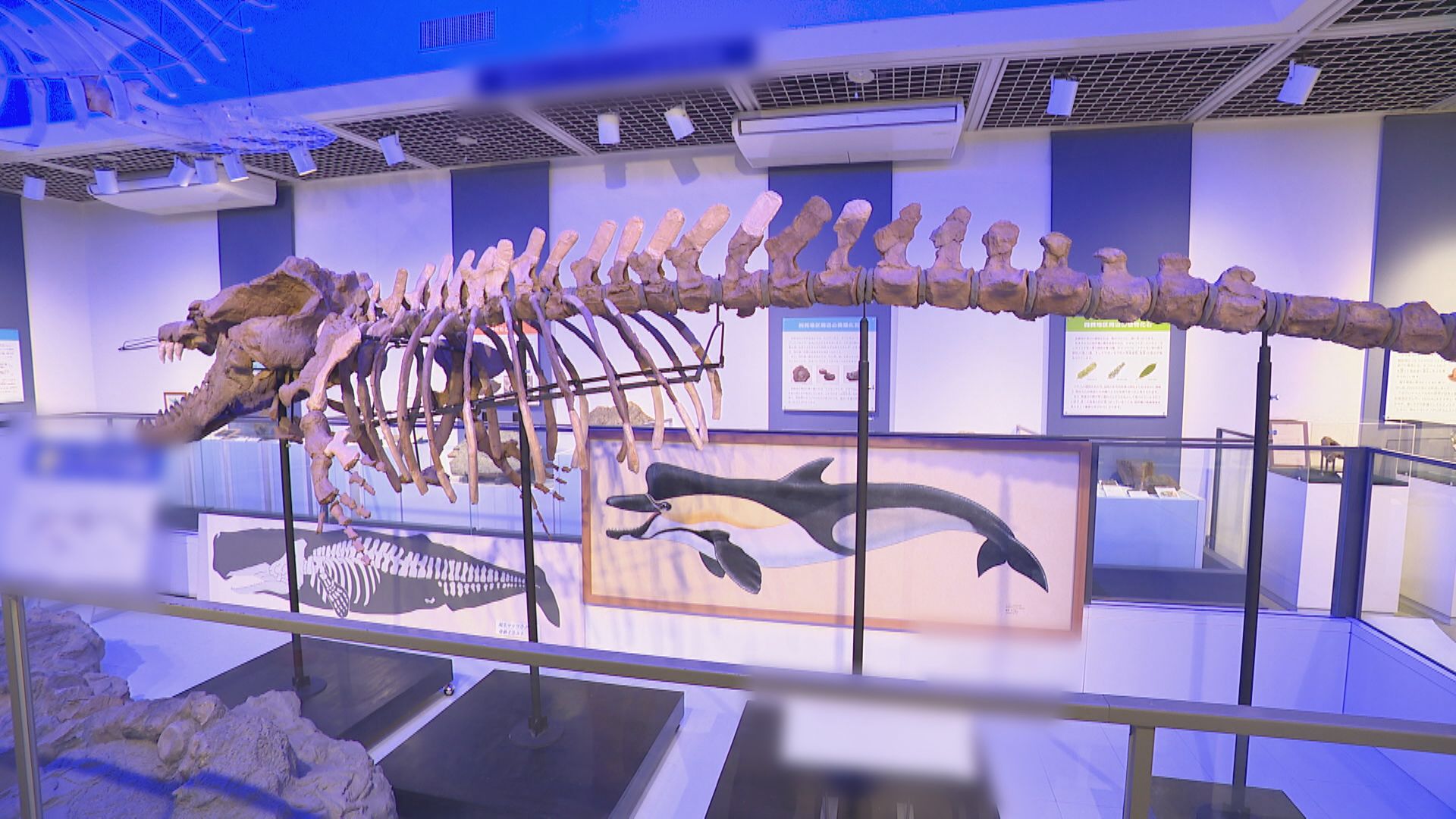 長野に海があった!?世界最古のクジラ化石が見られる無料スポット＠長野