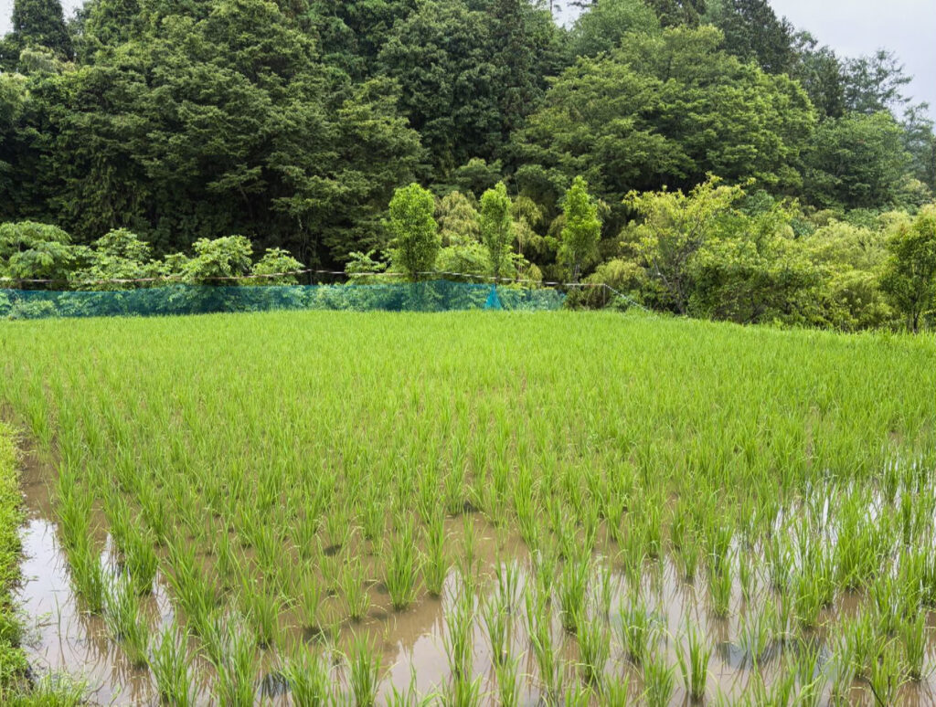 画像に alt 属性が指定されていません。ファイル名: Still0720_00004-1024x774.jpg